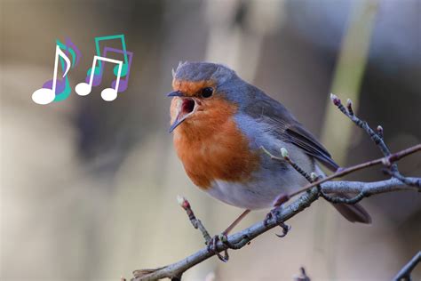 Yes, studies show that birds housed in cages tend to sing less than those living in natural conditions. There are a few reasons captive birds reduce their singing: Don’t need to attract mates or defend territory in cages. Lack of appropriate seasonal cues and stimuli. Fewer singing triggers from other wild birds.